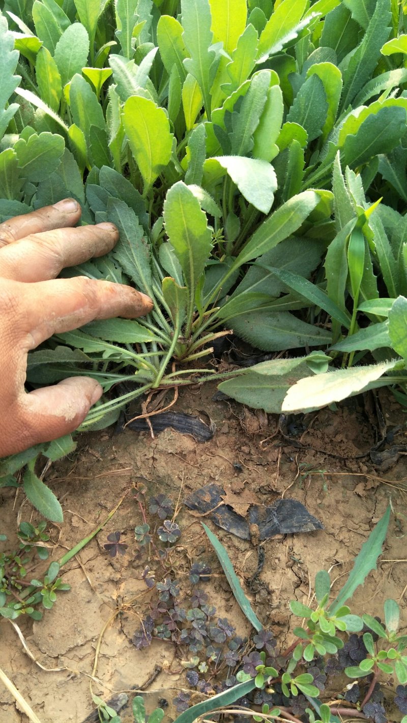 天人菊。基地直供天人菊，金鸡菊，黑心菊，国庆菊，等