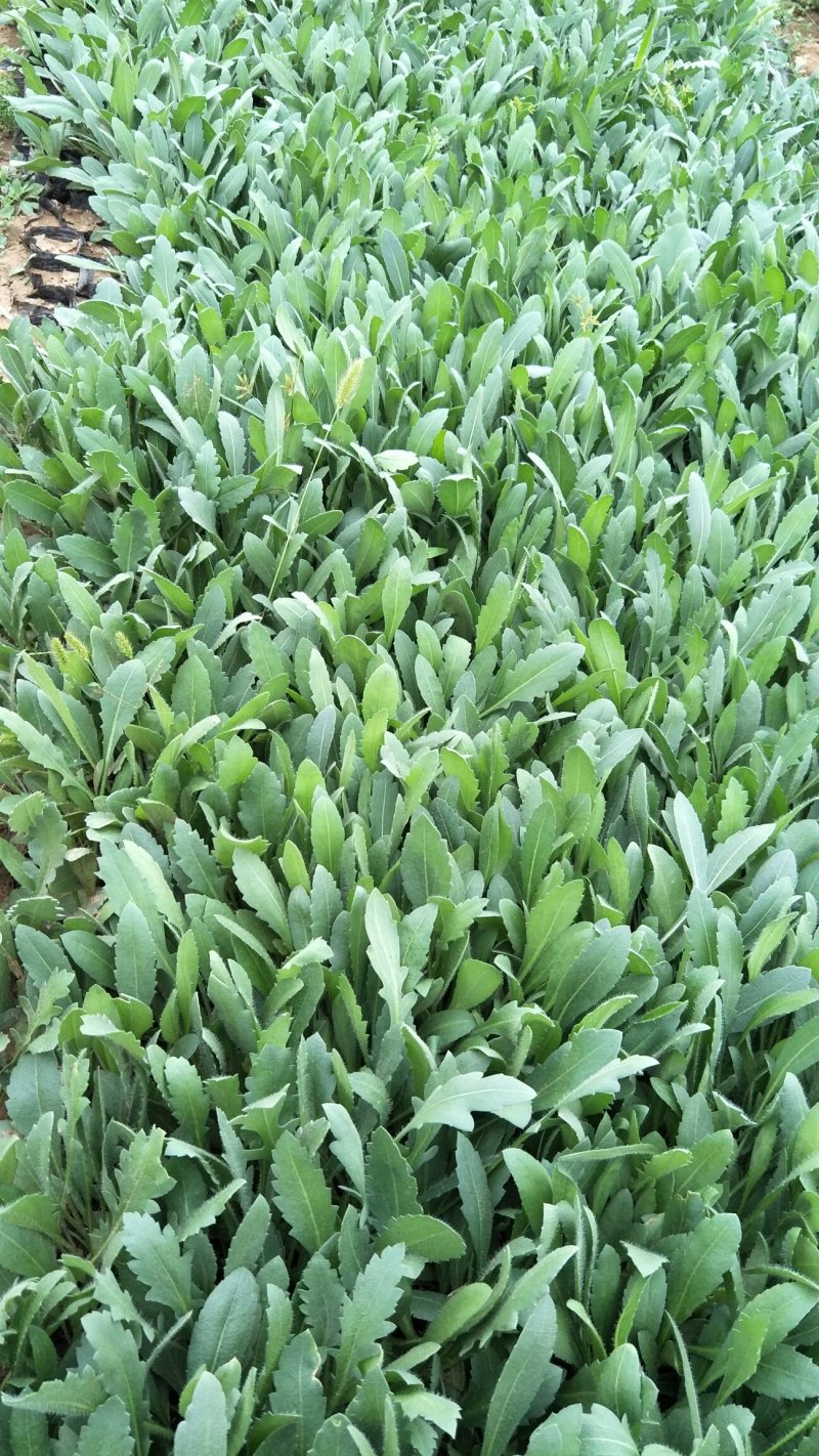 天人菊。基地直供天人菊，金鸡菊，黑心菊，国庆菊，等