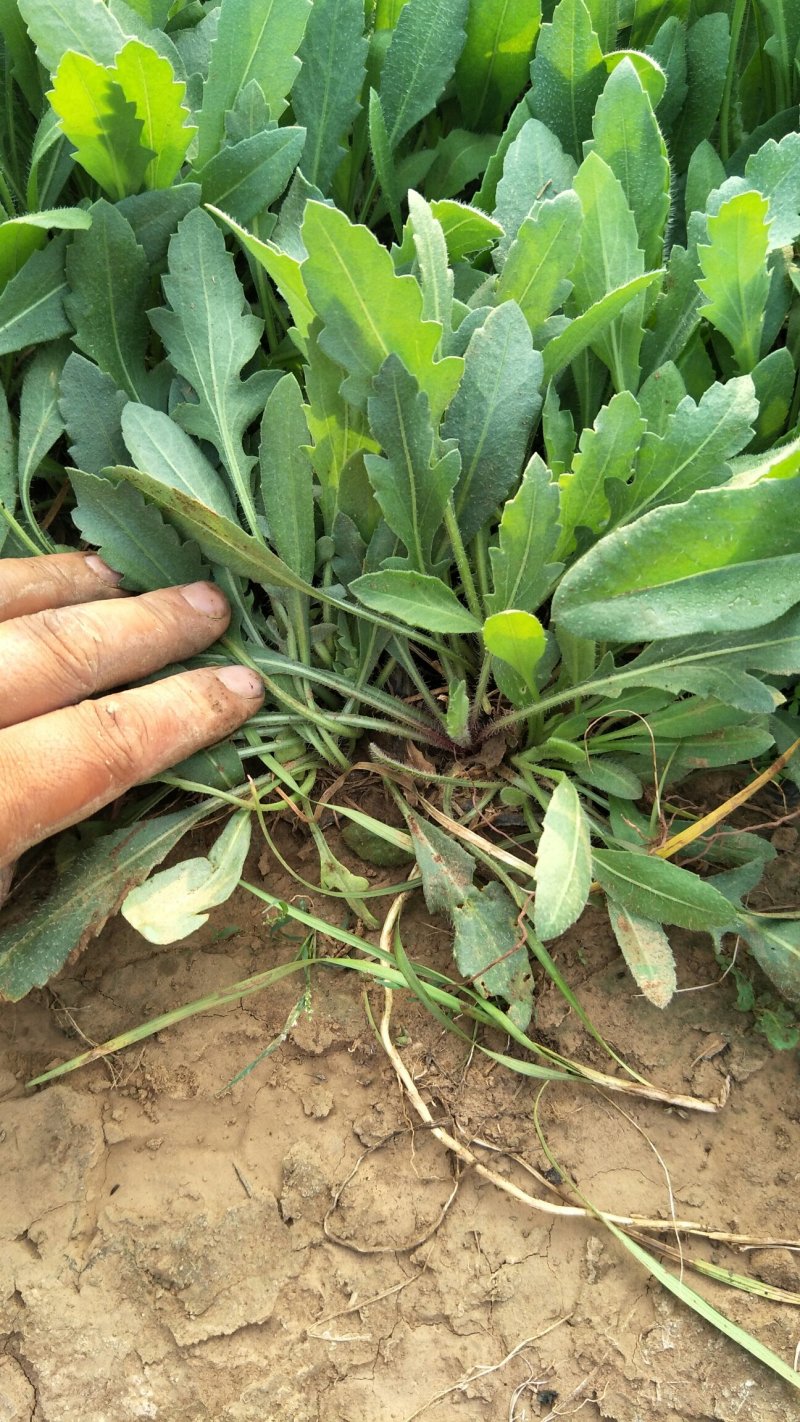 天人菊。基地直供天人菊，金鸡菊，黑心菊，国庆菊，等
