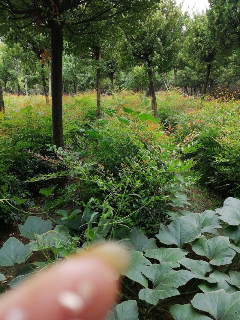 红叶石楠