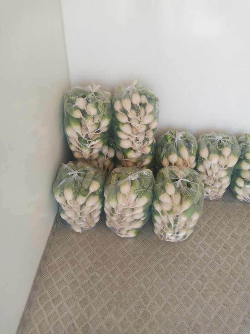 青萝卜。各种水果萝卜吗
