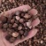 西伯利亚鸢尾种子