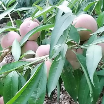 冬桃大量批发颜色好甜度高