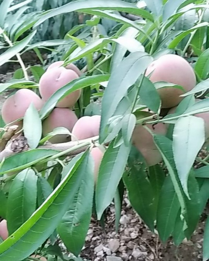 冬桃大量批发颜色好甜度高
