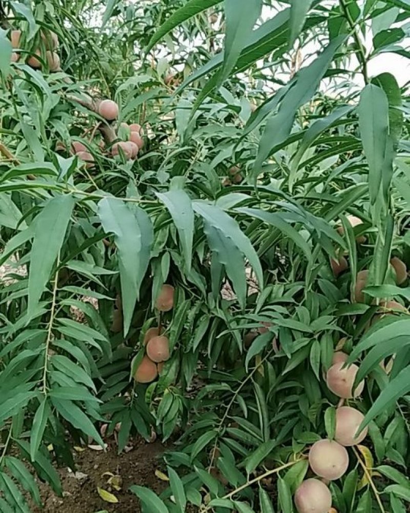 冬桃大量批发颜色好甜度高
