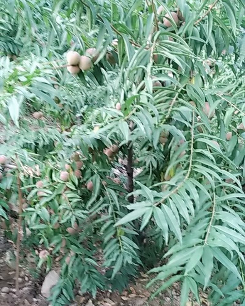 冬桃大量批发颜色好甜度高