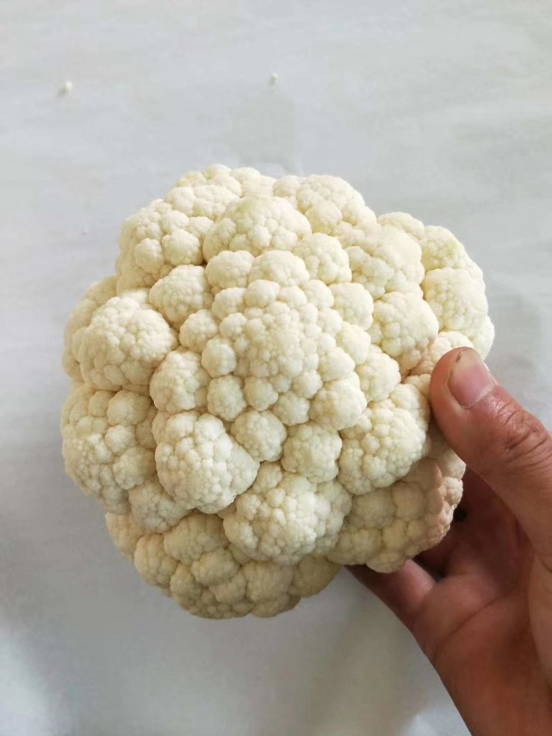 菜花1~2斤紧花乳白产地供应四季有货
