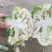 菜花1~2斤紧花乳白产地供应四季有货