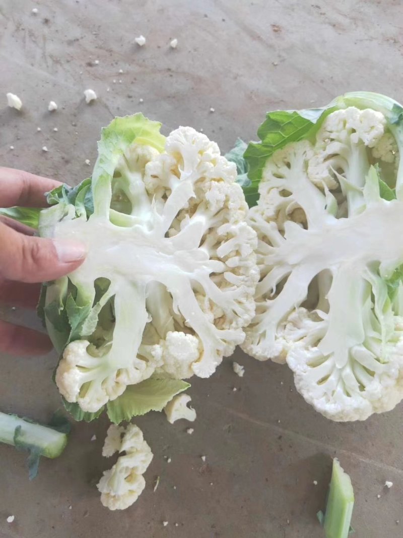 菜花1~2斤紧花乳白产地供应四季有货