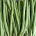安徽宣城高山四季豆大量供应产地直发视频看货