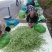 安徽宣城高山四季豆大量供应产地直发视频看货