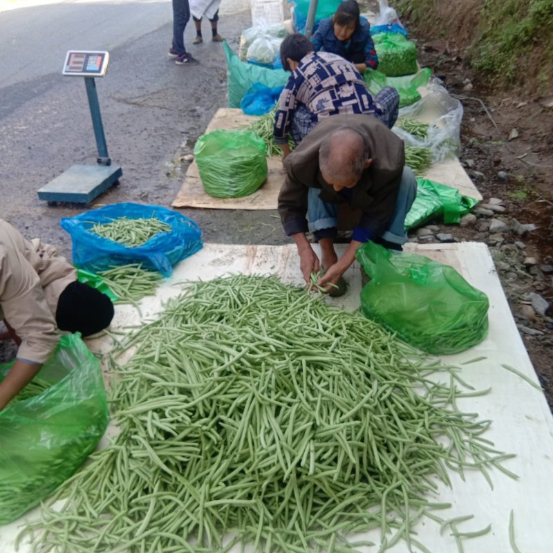 安徽宣城高山四季豆大量供应产地直发视频看货