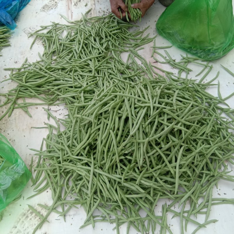安徽宣城高山四季豆大量供应产地直发视频看货