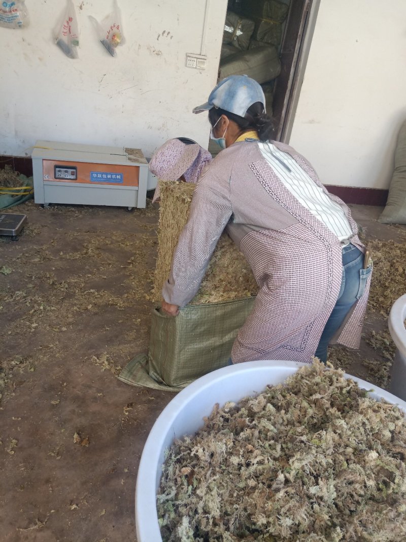 大量优质高山水苔，海花草量大质优价格优惠一手货源