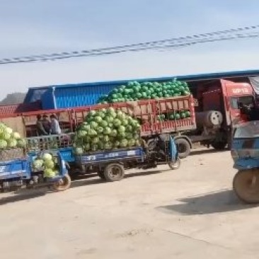 大圆苞菜大量上市要的客户联系我