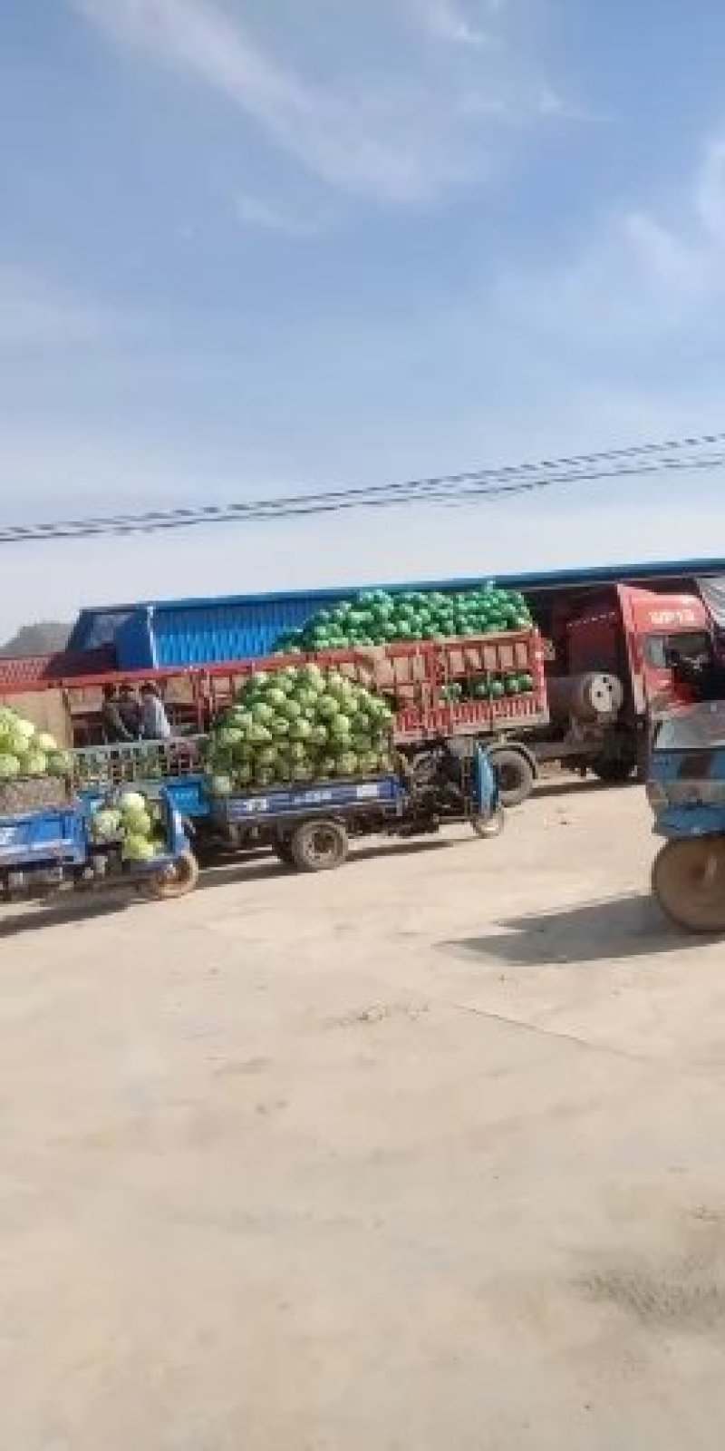大圆苞菜大量上市要的客户联系我
