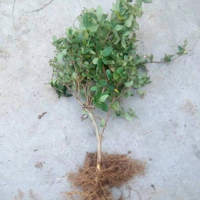 山东金银花苗，常年大量供应