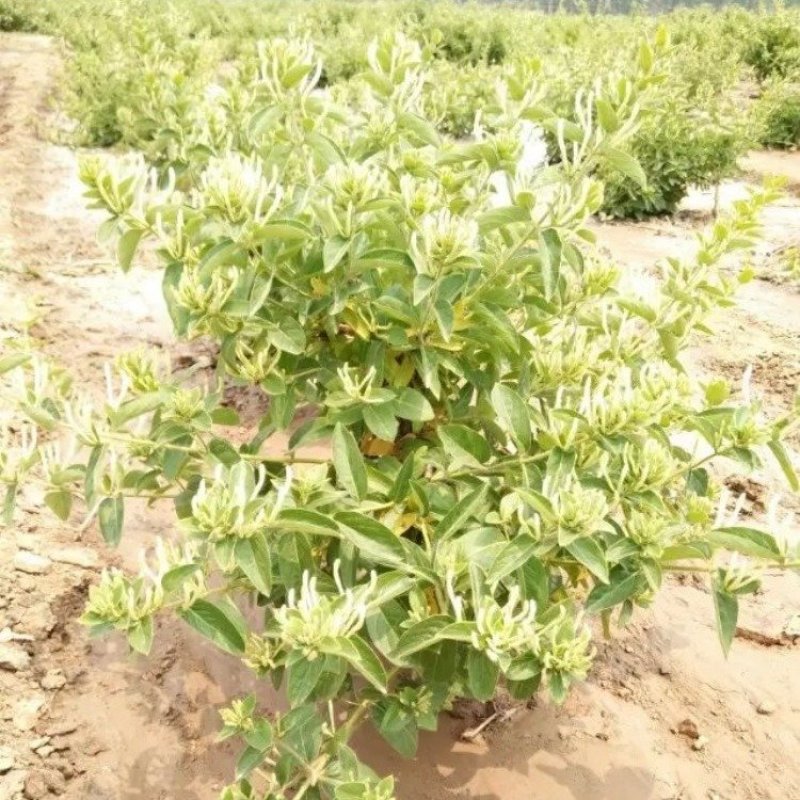 山东金银花苗，常年大量供应
