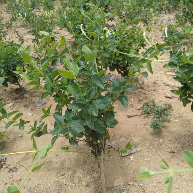 山东金银花苗，常年大量供应