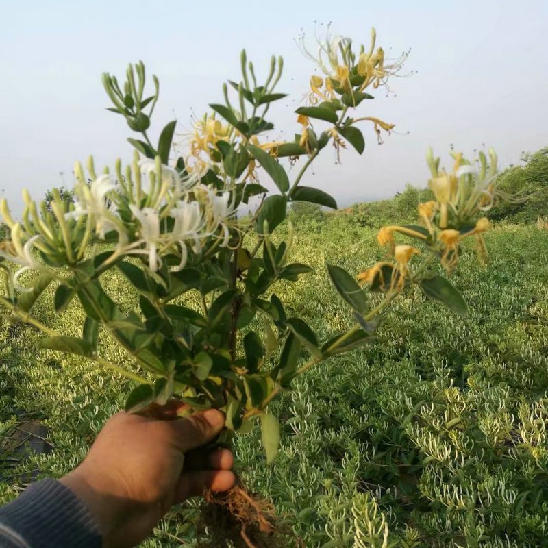 山东金银花苗，常年大量供应