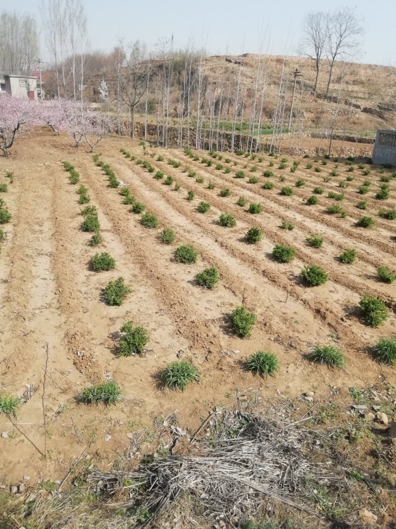 山东金银花苗，常年大量供应