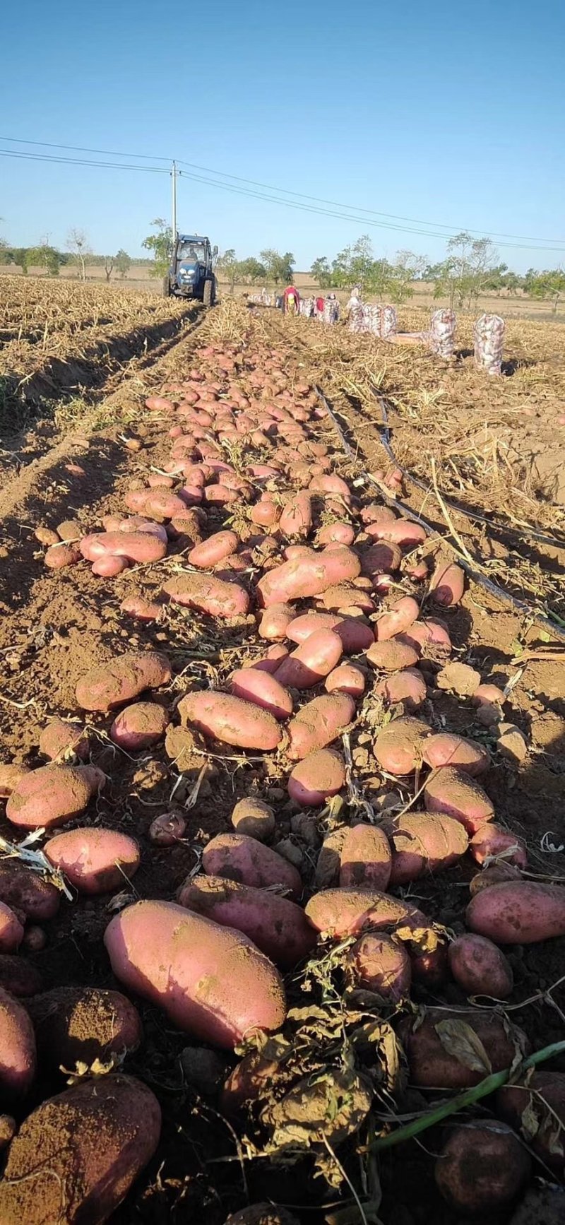 产地土豆大量供应