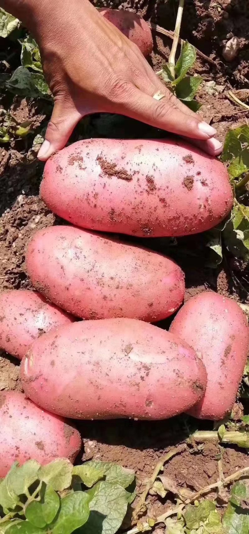 产地土豆大量供应