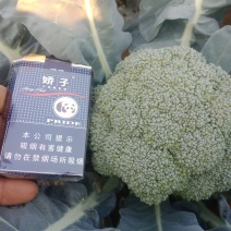西兰花颜色绿对接批发商采购商提供各种包装