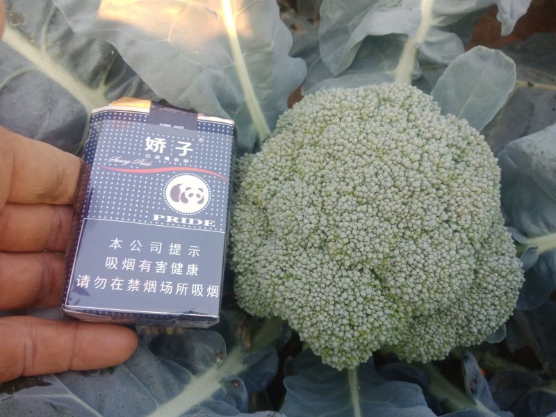 西兰花颜色绿对接批发商采购商提供各种包装
