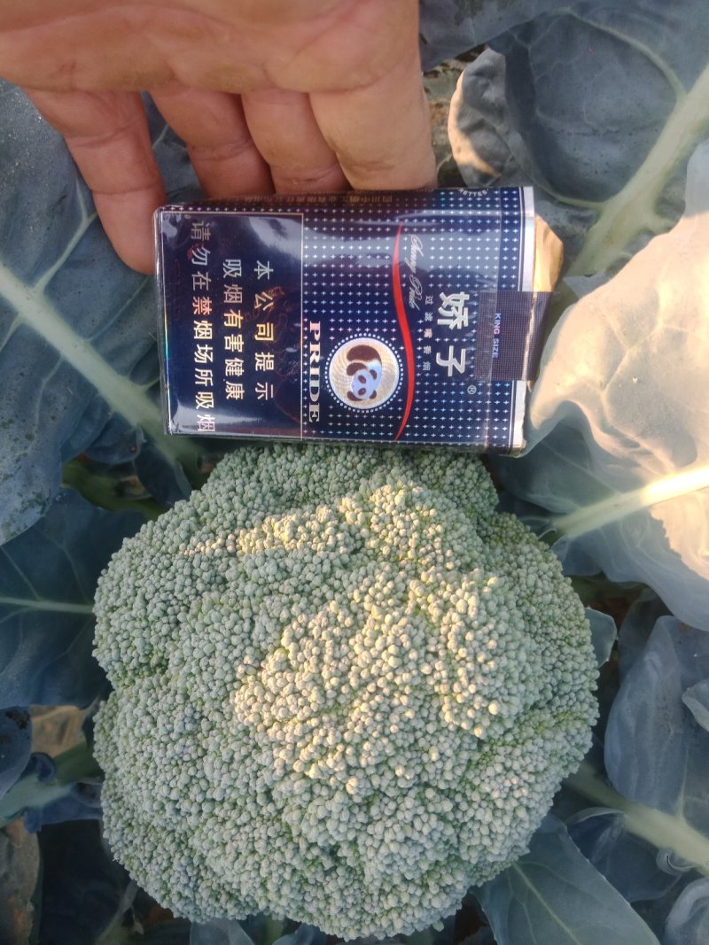 西兰花颜色绿对接批发商采购商提供各种包装