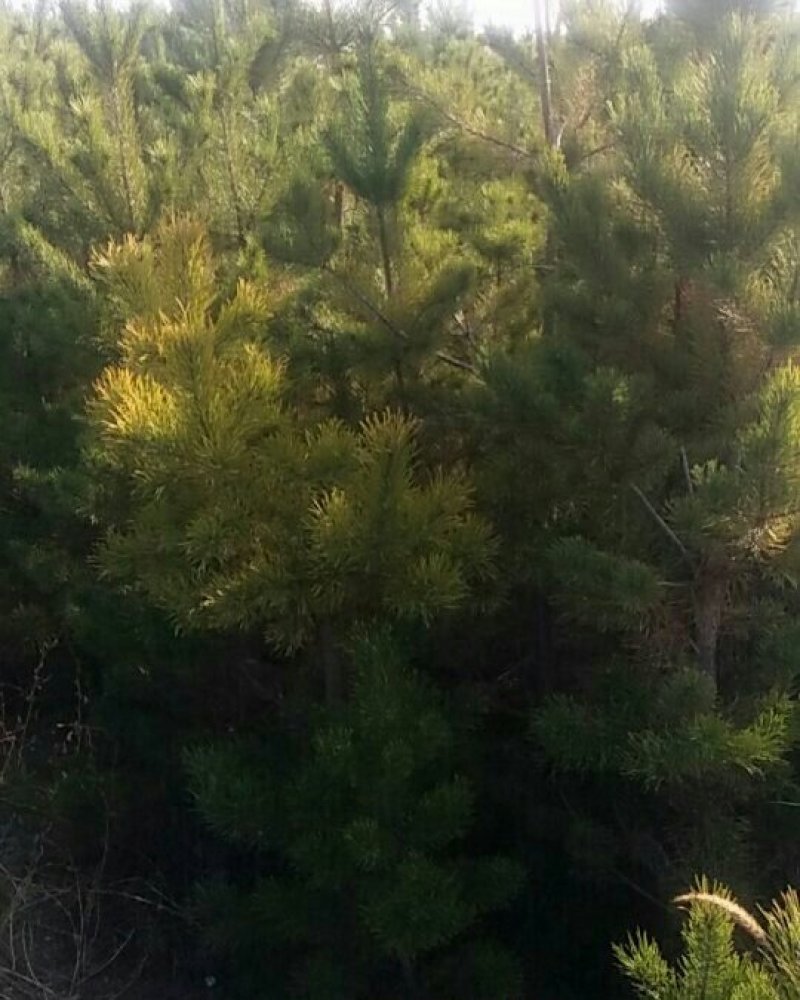 产地直供内蒙鄂前旗樟子松树苗带土球包纱布上车