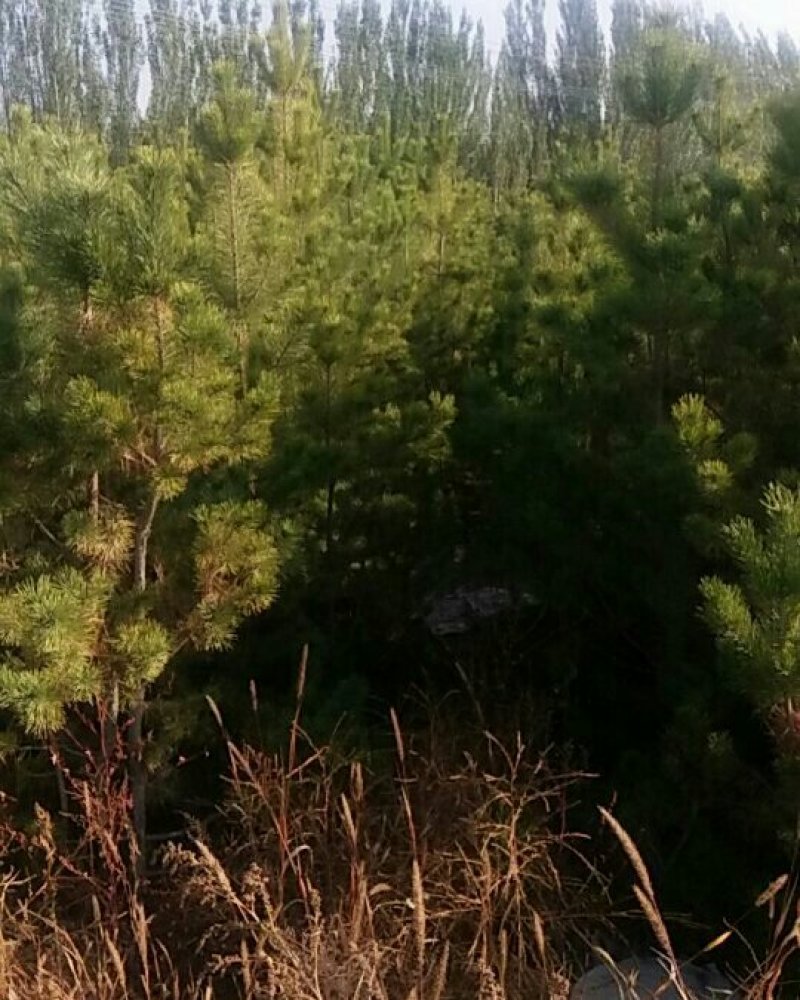 产地直供内蒙鄂前旗樟子松树苗带土球包纱布上车