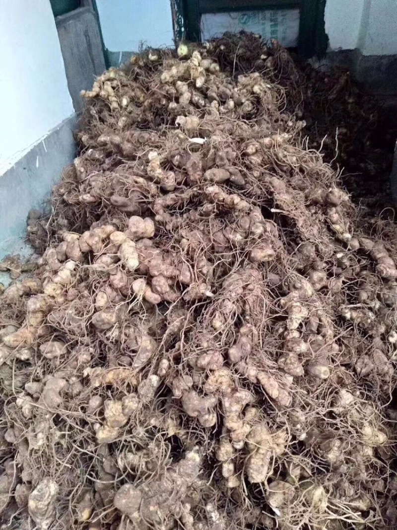 多花倒苗姜型甜黄精块茎