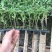 优质大红西红柿苗精品大果