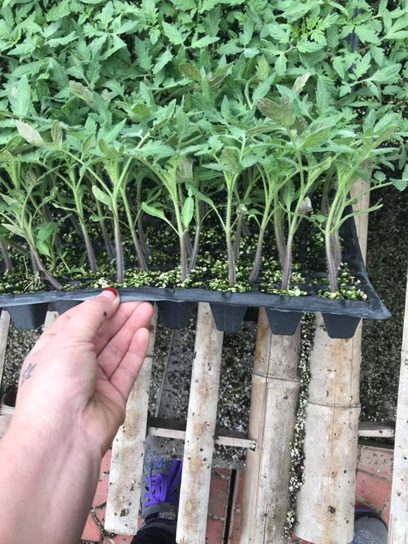 优质大红西红柿苗精品大果