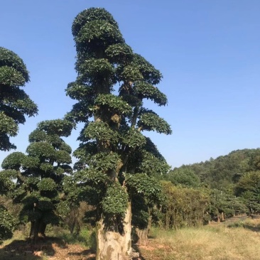 椤木石楠，造型椤木石楠技术支持基地直发