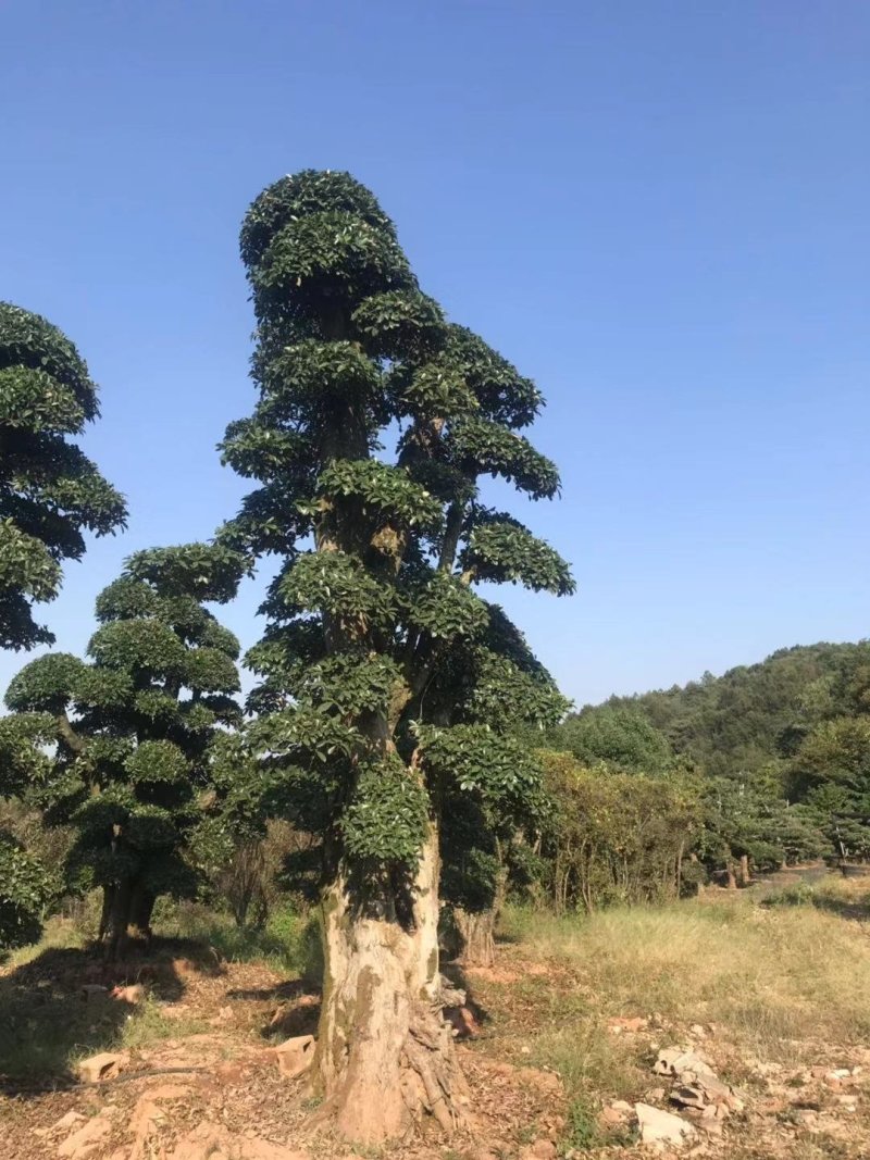 椤木石楠，造型椤木石楠技术支持基地直发