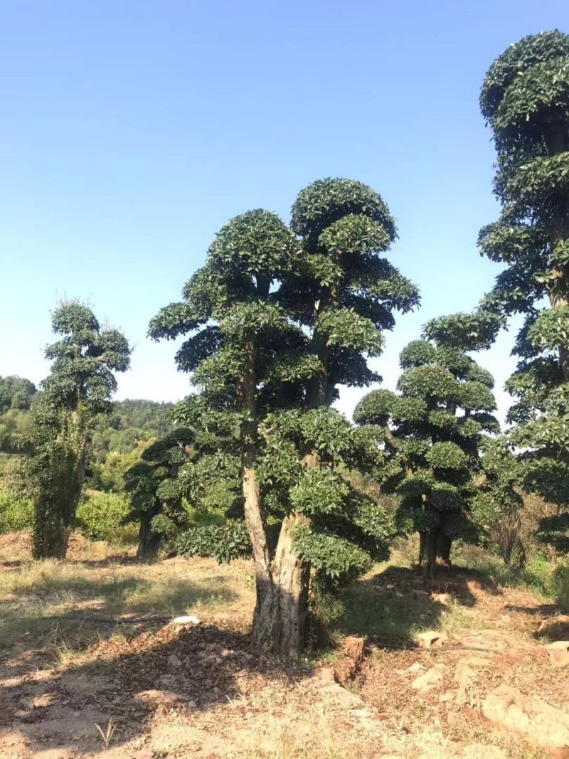 椤木石楠，造型椤木石楠技术支持基地直发