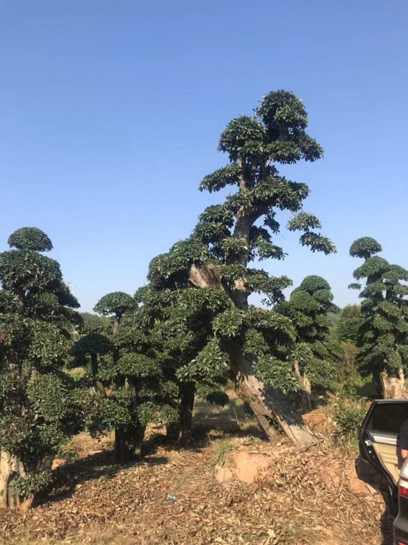 椤木石楠，造型椤木石楠技术支持基地直发