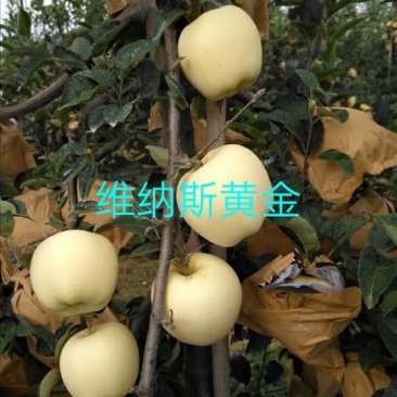 苹果苗鲁丽,维纳斯黄金,华硕保品种,签购苗合同