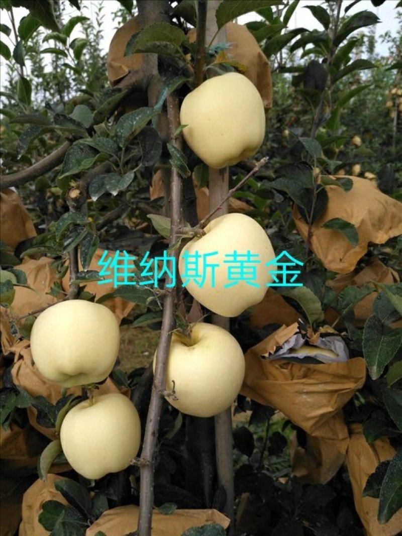 苹果苗鲁丽，维纳斯黄金，华硕保品种，签购苗合同