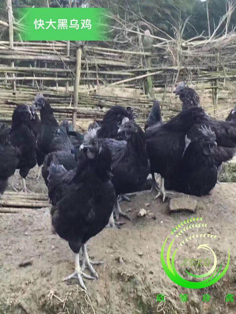 五黑鸡苗，快大五黑鸡苗，大种五黑鸡苗，成鸡七八斤重！