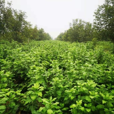 金丝黄菊