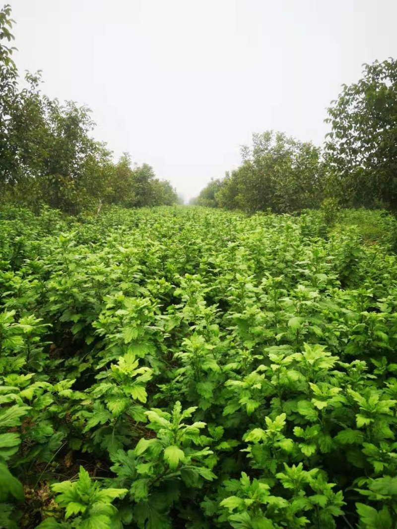 金丝黄菊