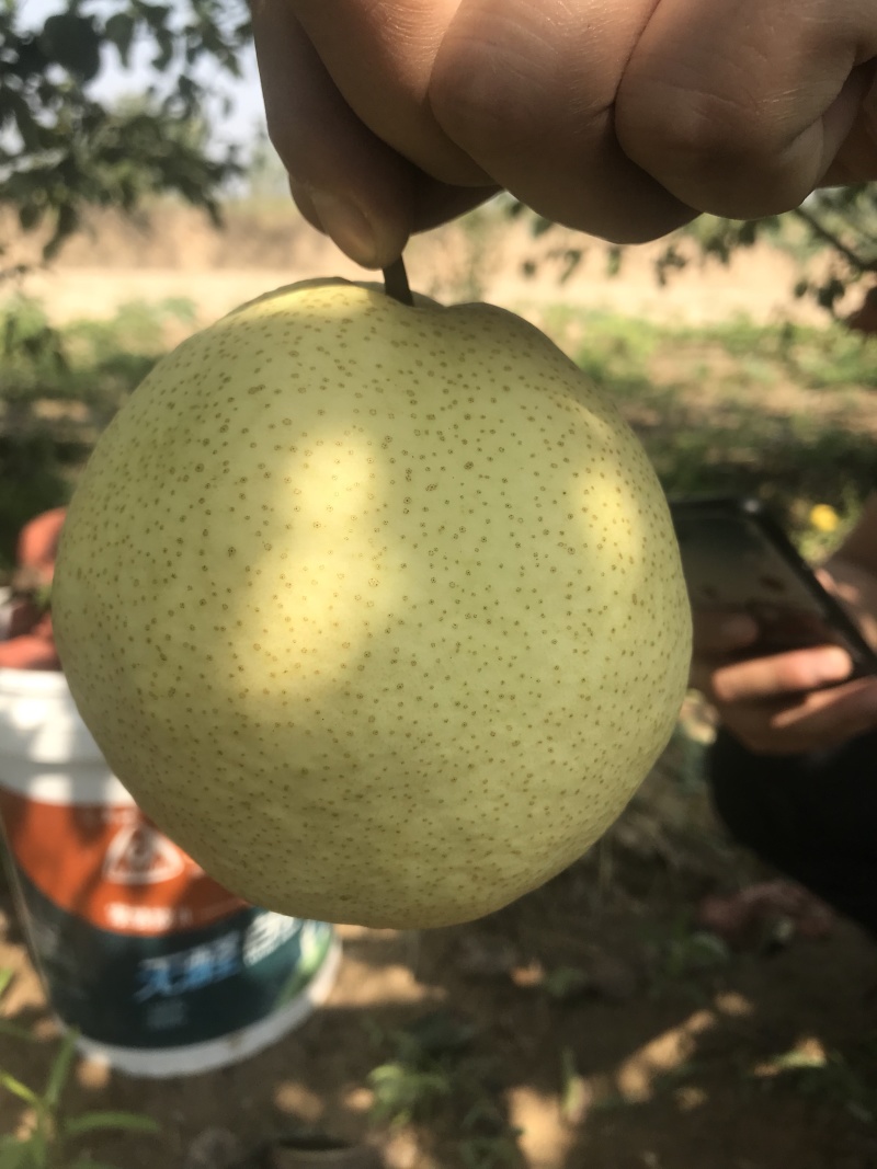大上王酥梨