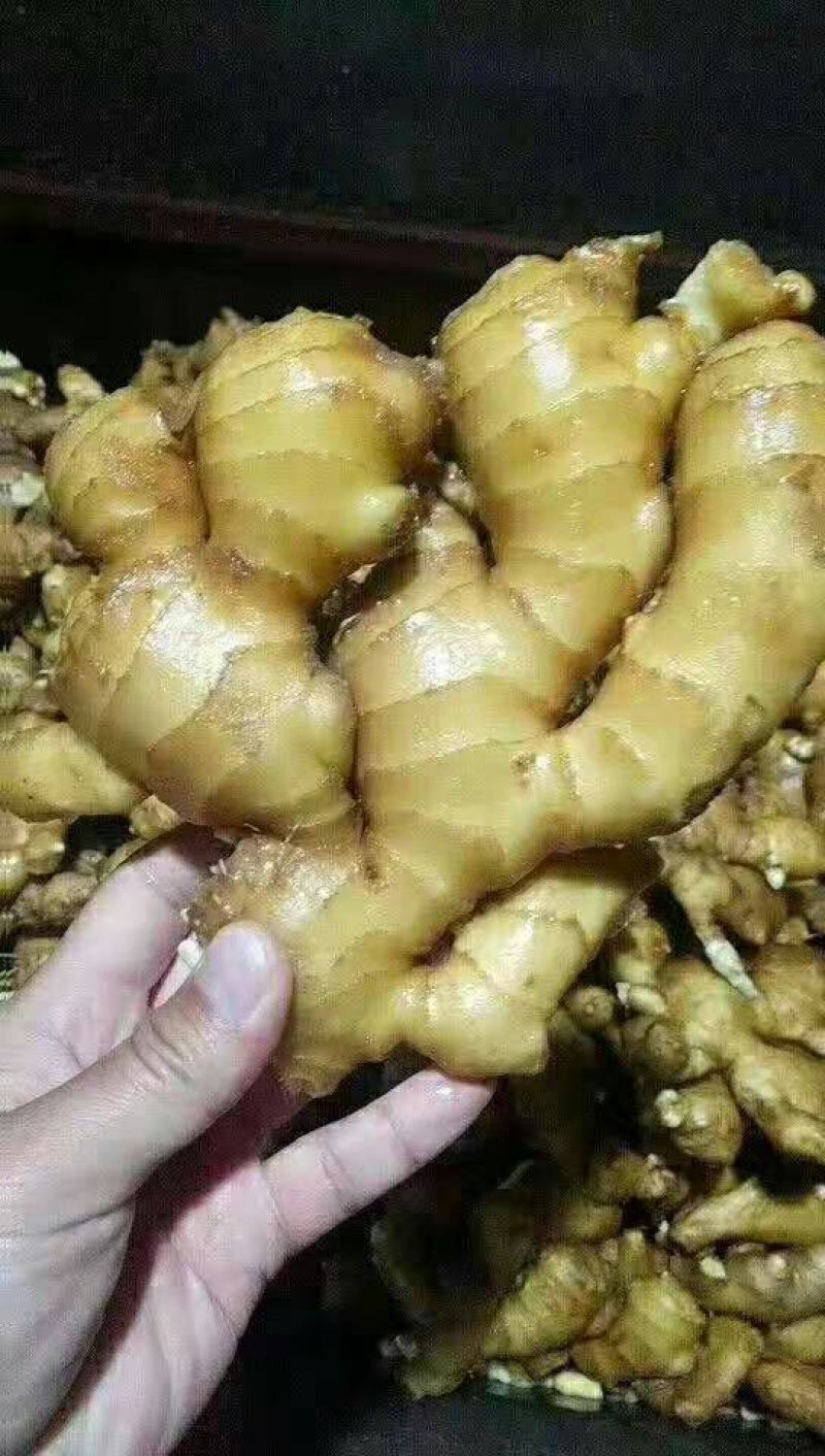 热销风干大黄姜，规格齐全一手货源全国发货视频看货
