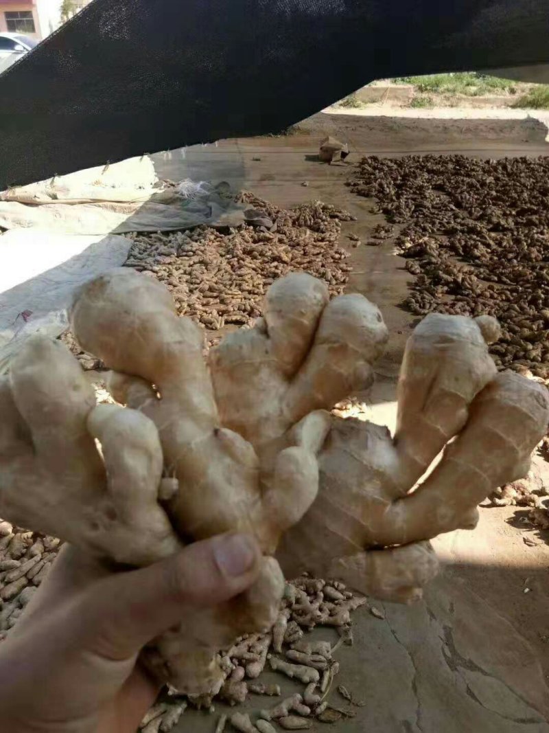 热销风干大黄姜，规格齐全一手货源全国发货视频看货