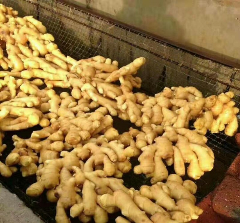 热销风干大黄姜，规格齐全一手货源全国发货视频看货