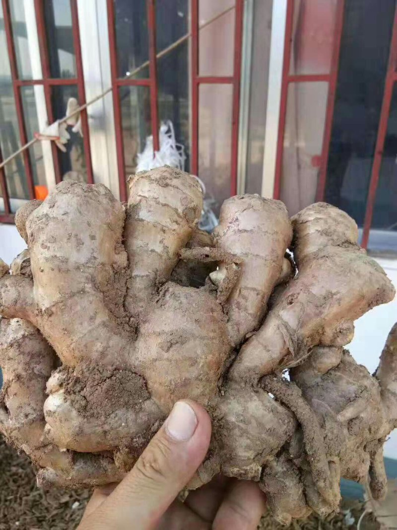 热销风干大黄姜，规格齐全一手货源全国发货视频看货