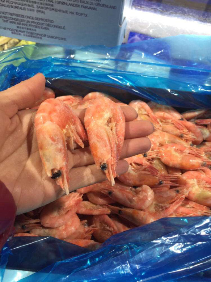 北极熊冰虾